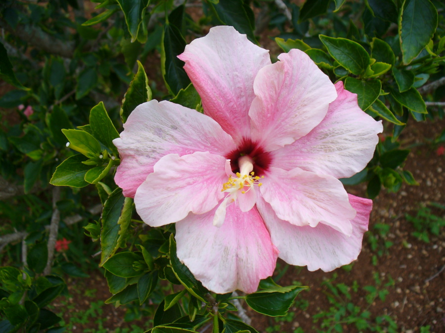 Bermuda hibiscus 2