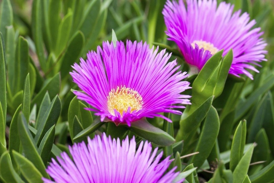 Ice plant