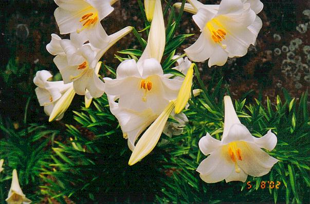 Bermuda Easter lillies