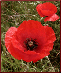 Remembrance Poppies