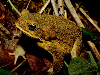 Bermuda toad